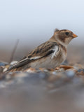 Snow Bunting Bird Photography Digital Download