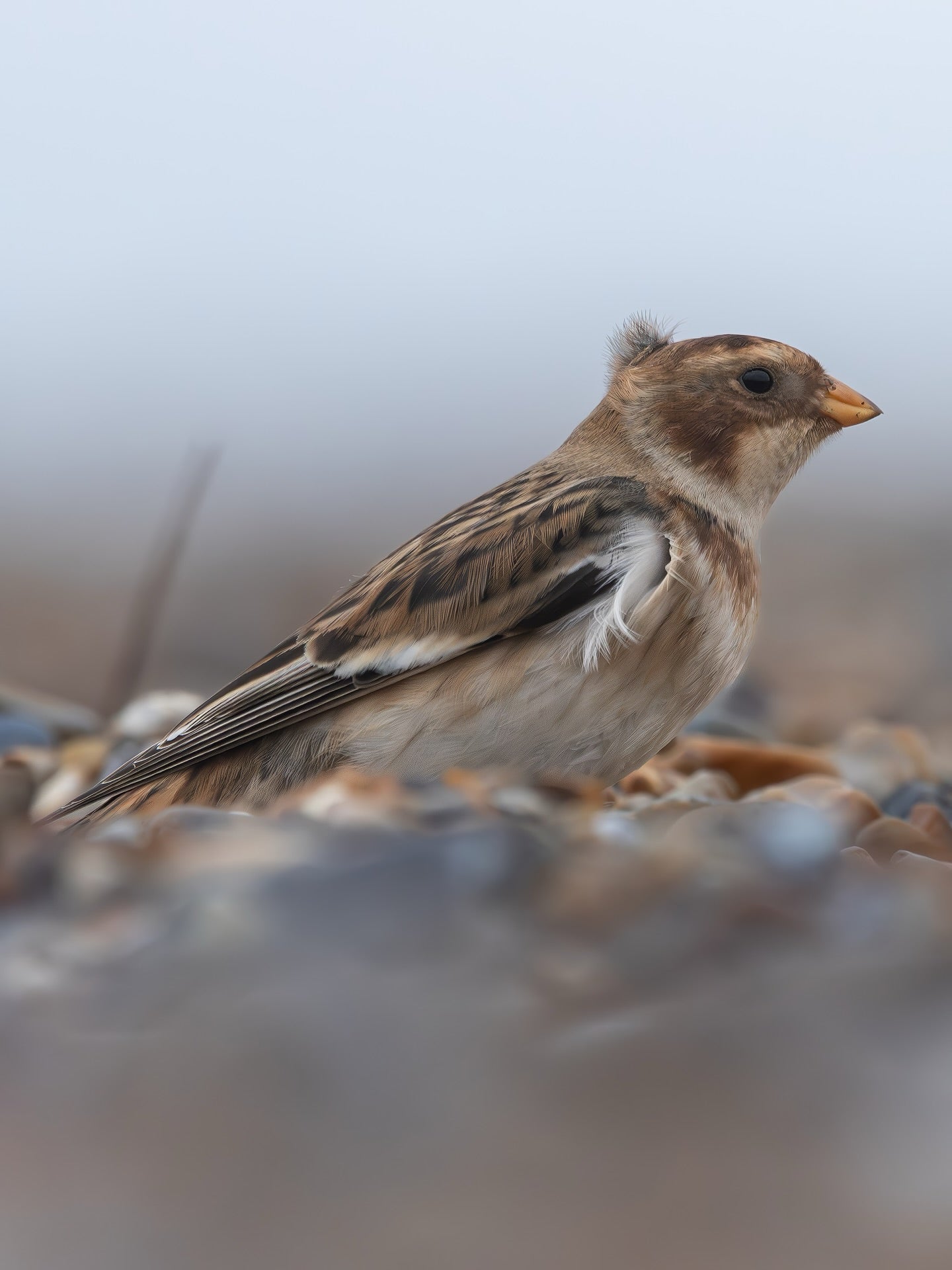 Snow Bunting Bird Photography Digital Download