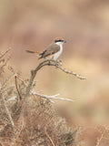 Brown Shrike Bird Photography Digital Download