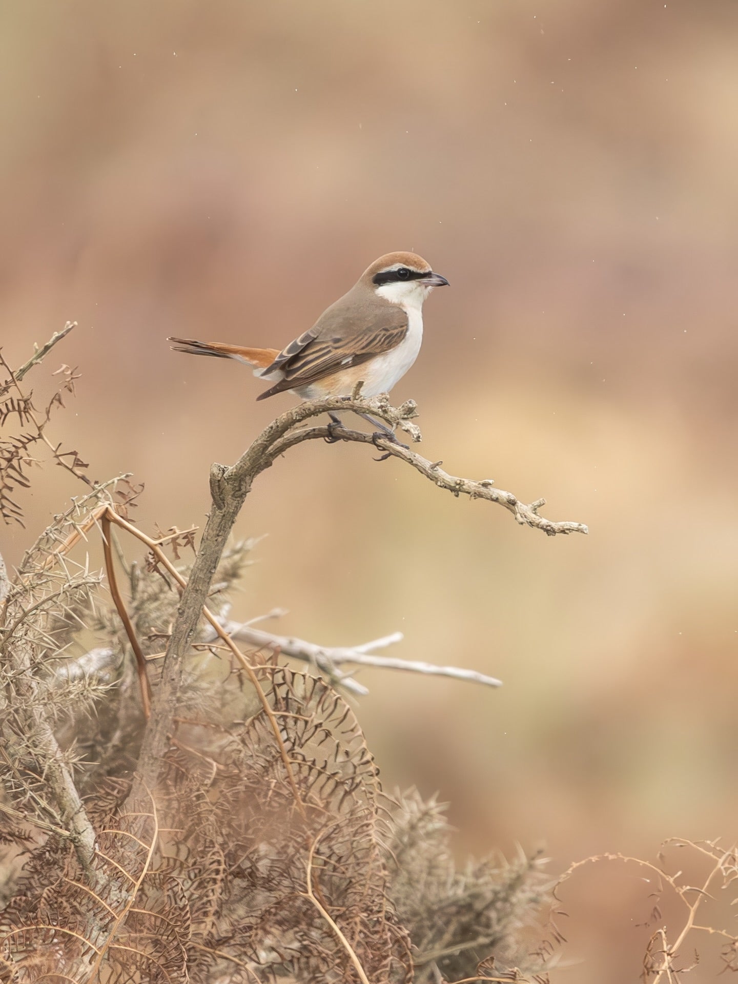 Brown Shrike Bird Photography Digital Download