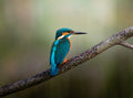 Common Kingfisher Bird Photography Digital Download