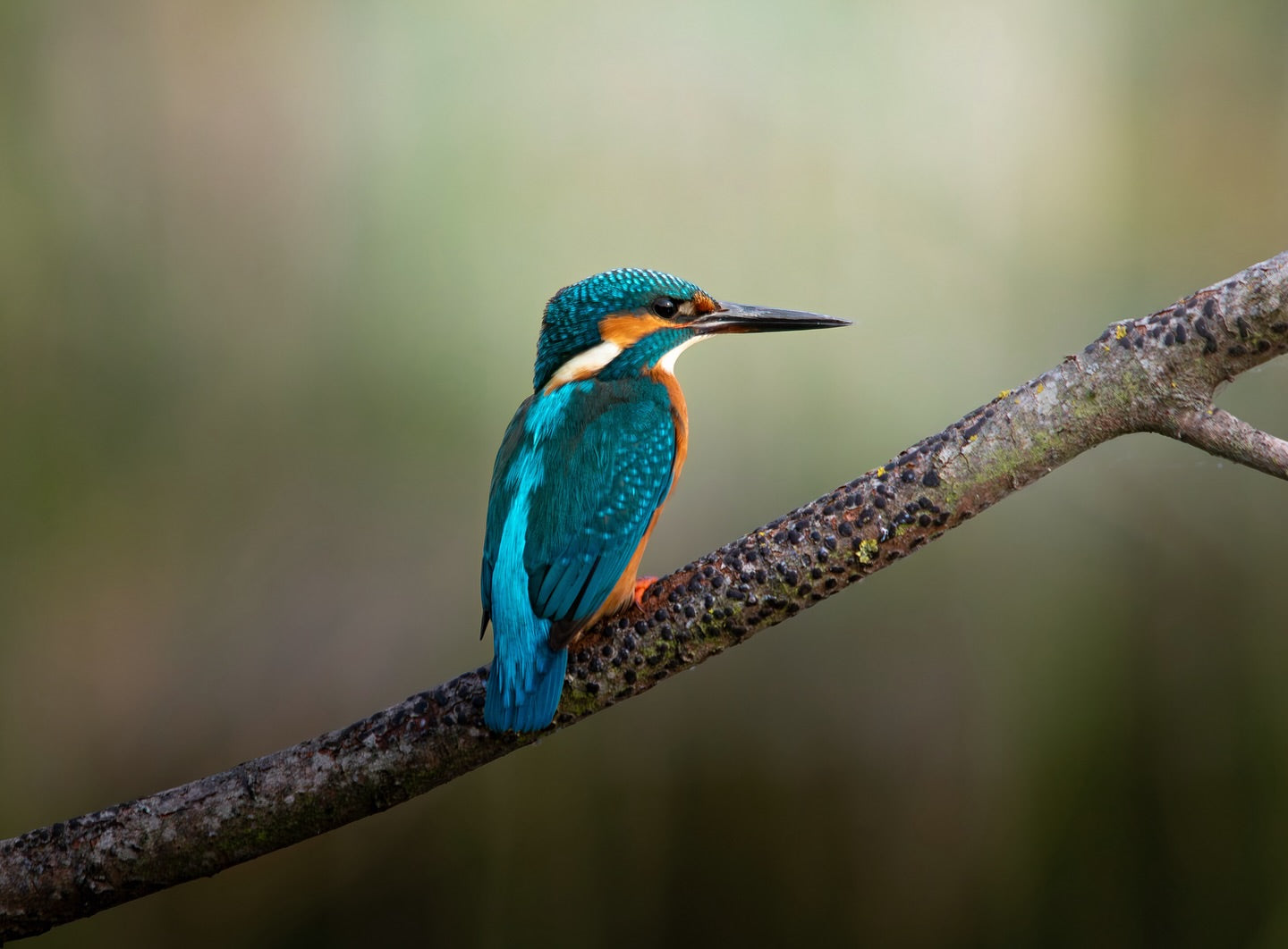 Common Kingfisher Bird Photography Digital Download