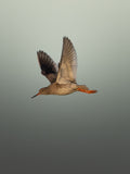 Redshank Bird in Flight Minimalist Wildlife Photography Digital Print