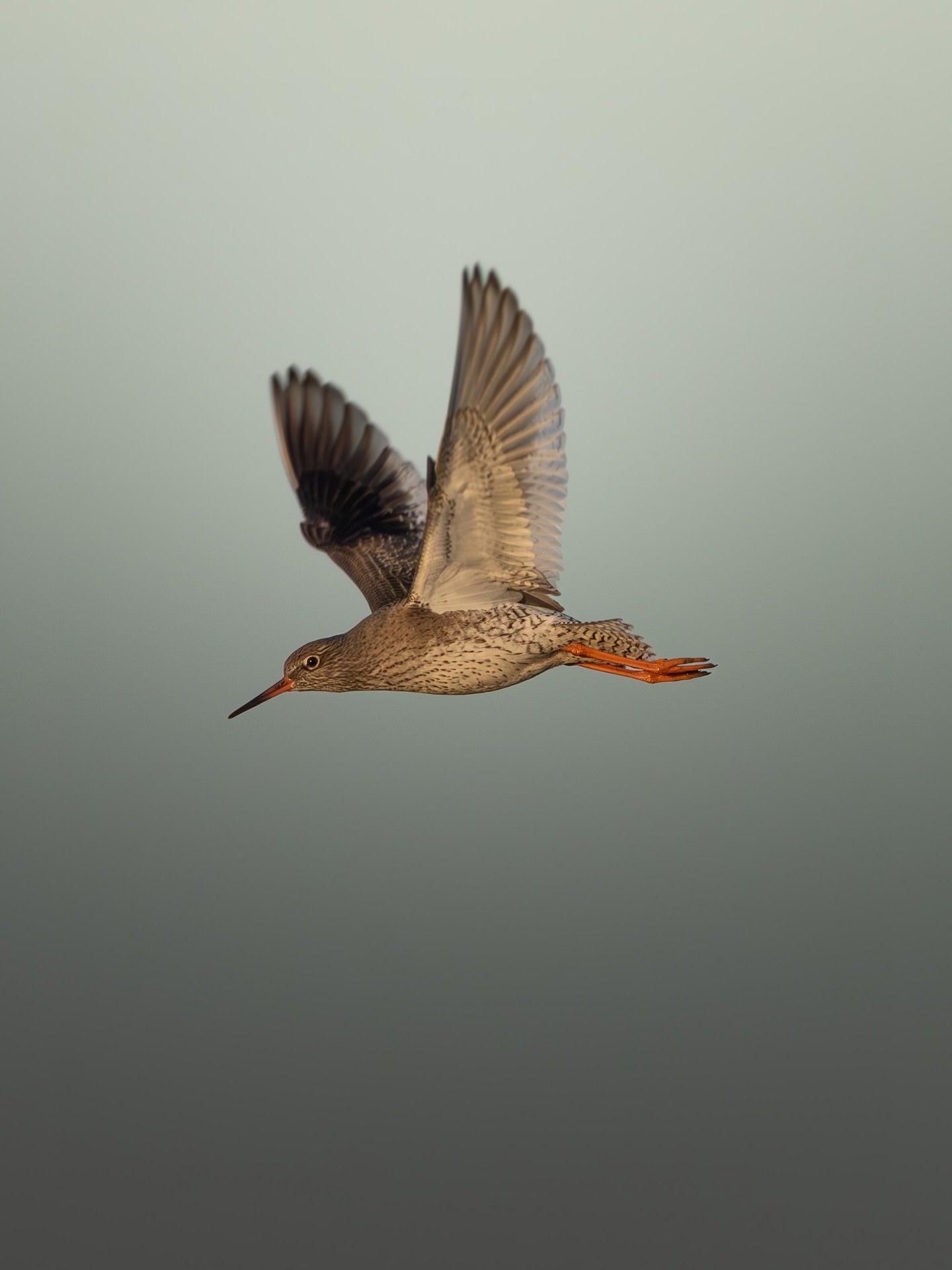 Redshank Bird in Flight Minimalist Wildlife Photography Digital Print