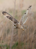 Short Eared Owl in Flight Over Golden Marsh Wildlife Photography Print Download