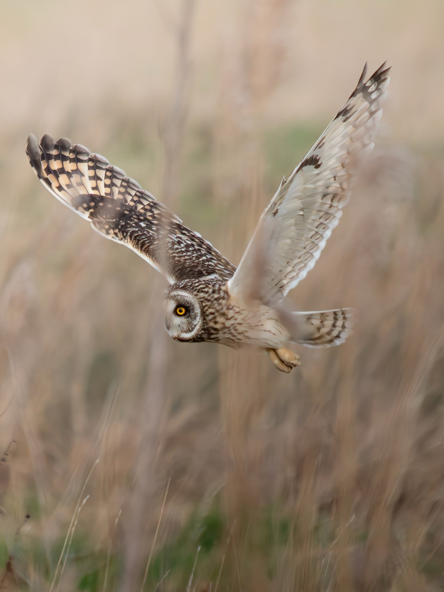 Short Eared Owl in Flight Over Golden Marsh Wildlife Photography Print Download