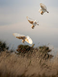 Three Barn Owls Hunting at Sunset Nature Photography Digital Download