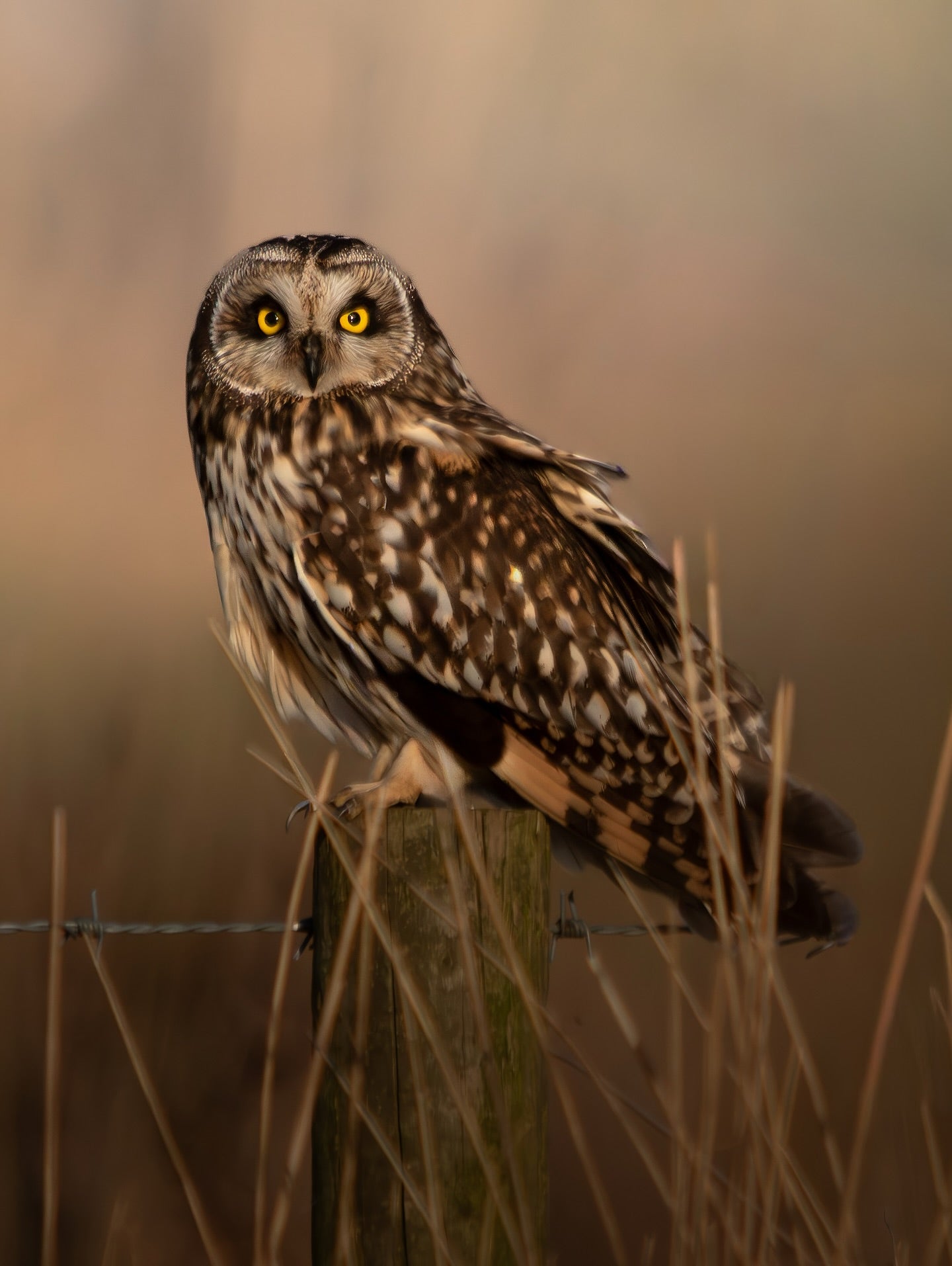 Cute Short-Eared Owl Bird Digital Download