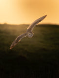 Cute Barn Owl Bird Digital Download