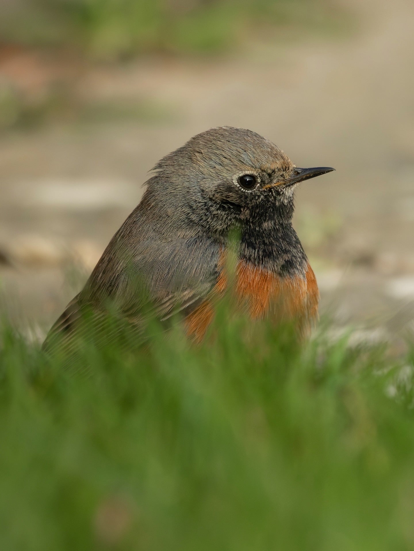 Cute Common Redstart Bird Digital Download