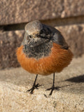 Cute Common Redstart Bird Digital Download