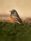Cute Common Redstart Bird Digital Download