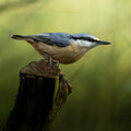 Cute Eurasian Nuthatch Bird Digital Download
