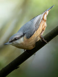 Cute Eurasian Nuthatch Bird Digital Download