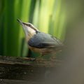 Cute Eurasian Nuthatch Bird Digital Download