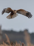 Cute Marsh Harrier Bird Digital Download