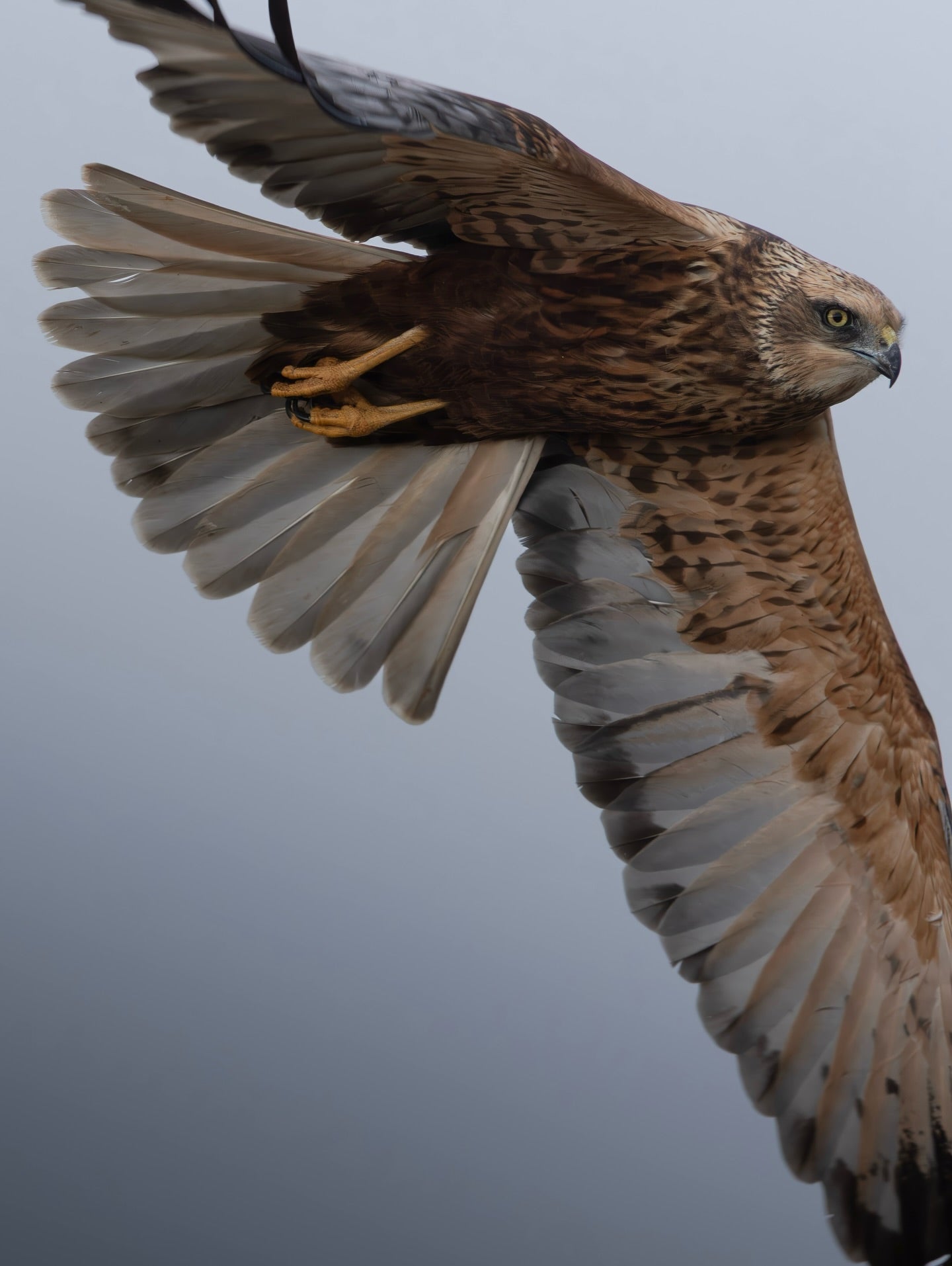 Cute Marsh Harrier Bird Digital Download