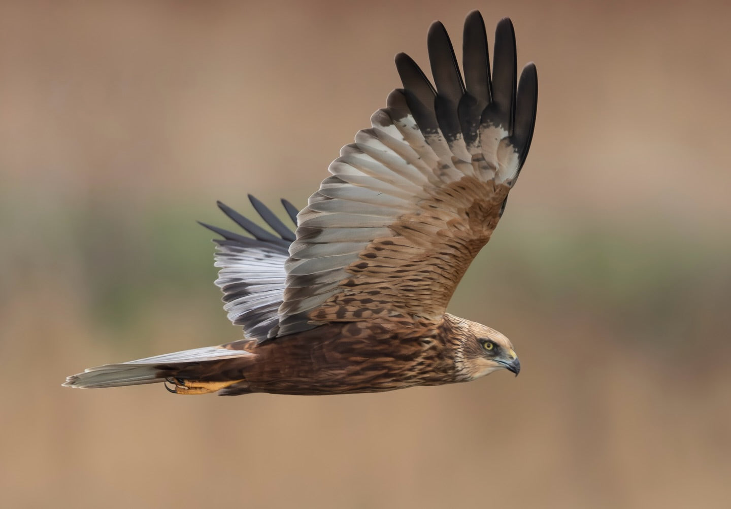 Cute Marsh Harrier Bird Digital Download