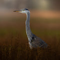 Cute Grey Heron Bird Digital Download