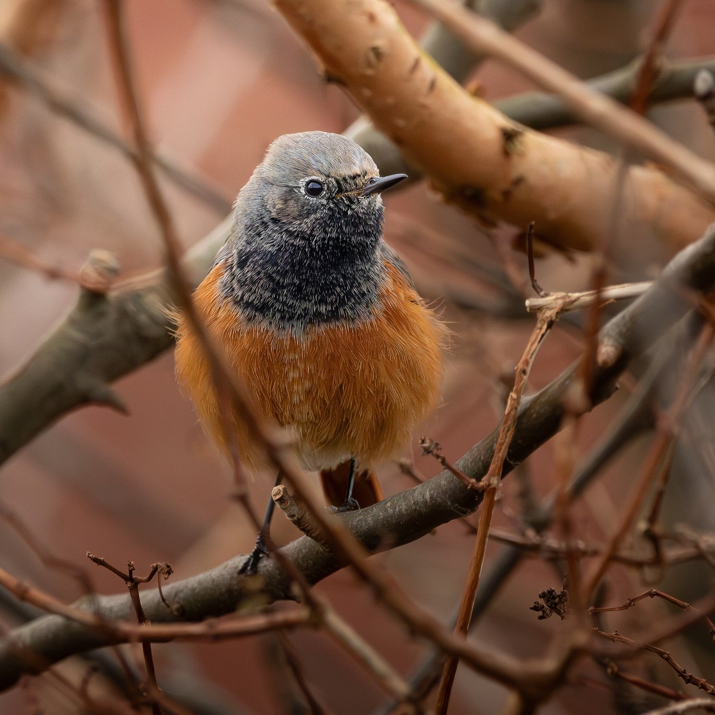 Cute Common Redstart Bird Digital Download