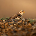 Cute Snow Bunting Bird Digital Download
