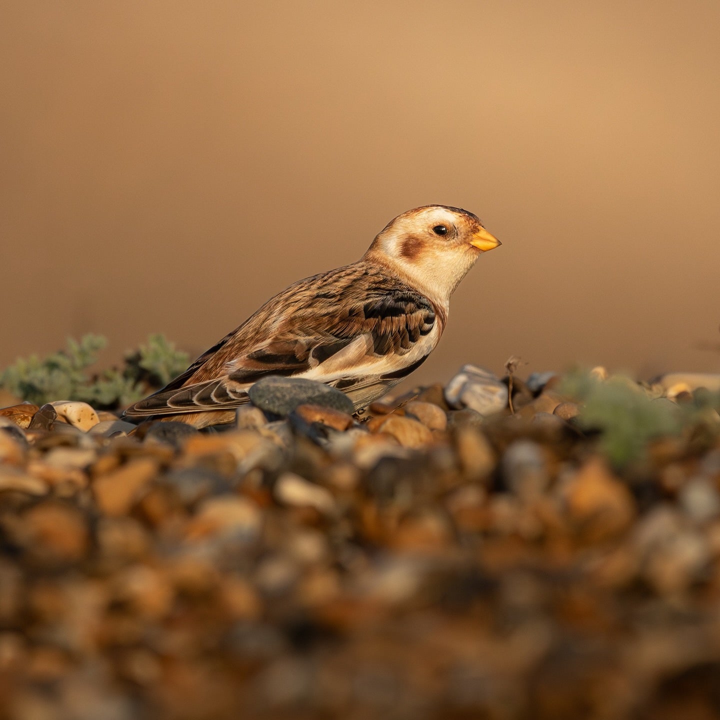 Cute Snow Bunting Bird Digital Download