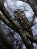 Cute Little Owl Bird Digital Download