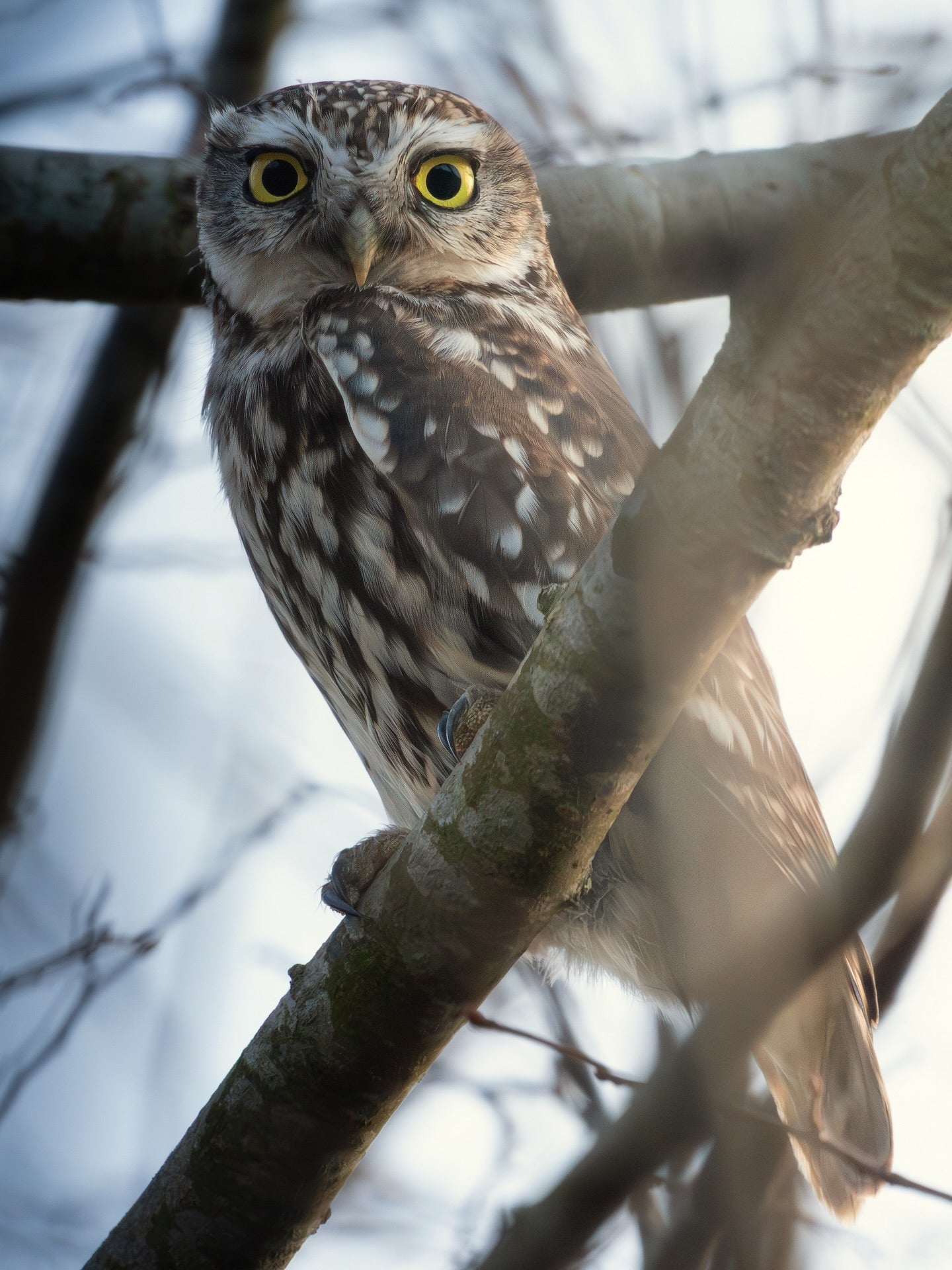Cute Little Owl Bird Digital Download