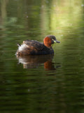 Cute Little Grebe Bird Digital Download