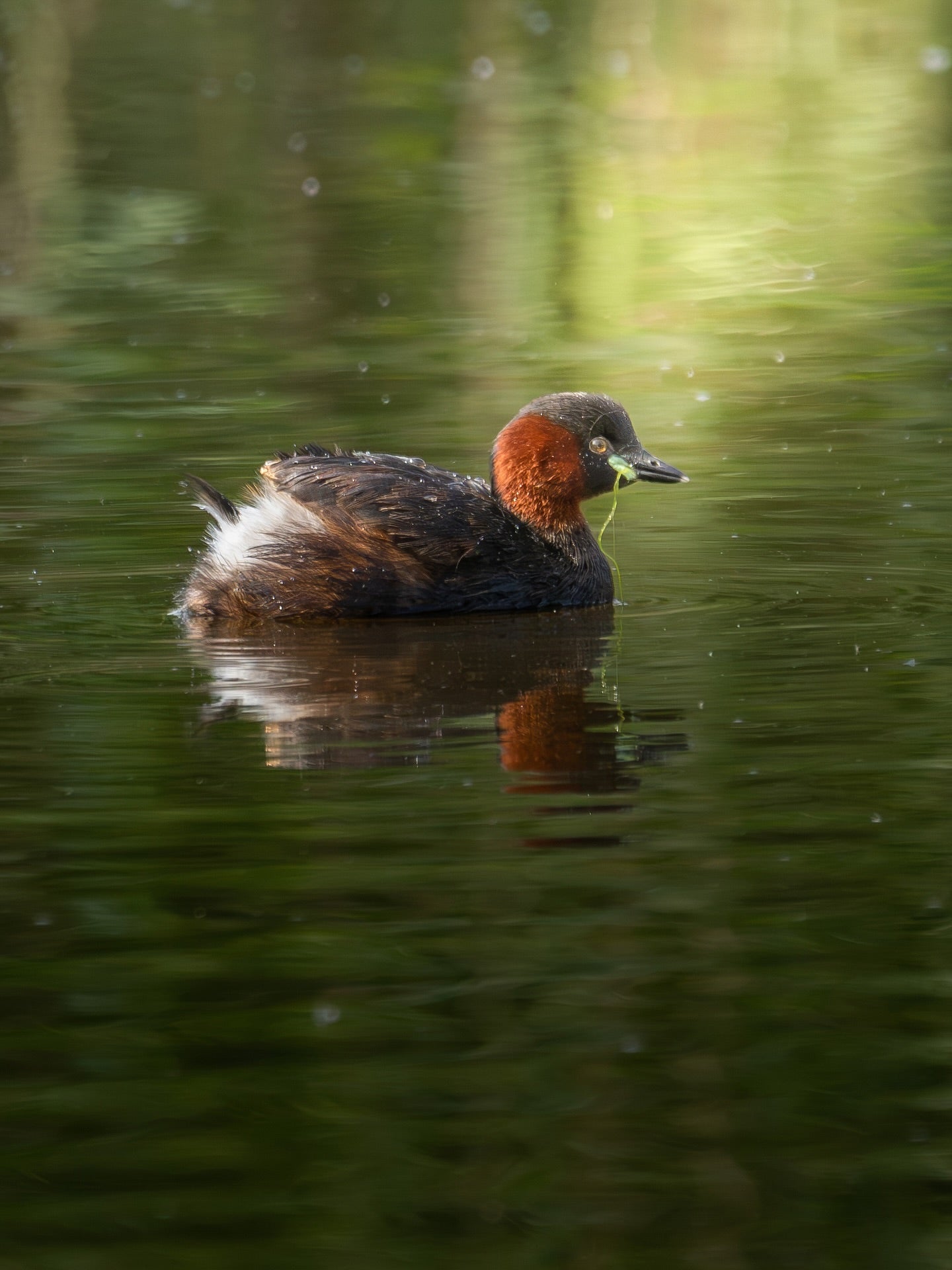 Cute Little Grebe Bird Digital Download