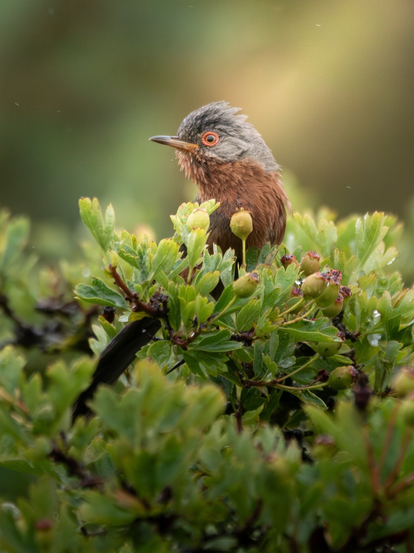 Cute Dartford Warbler Bird Digital Download