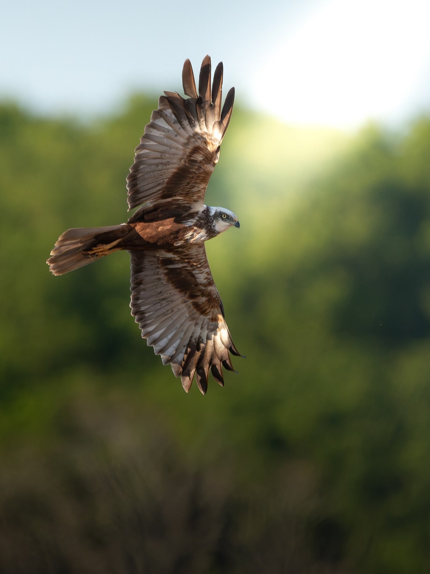 Beautiful Marsh Harrier in Flight Digital Download