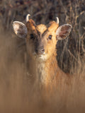 Cute Young Deer Portrait Digital Download