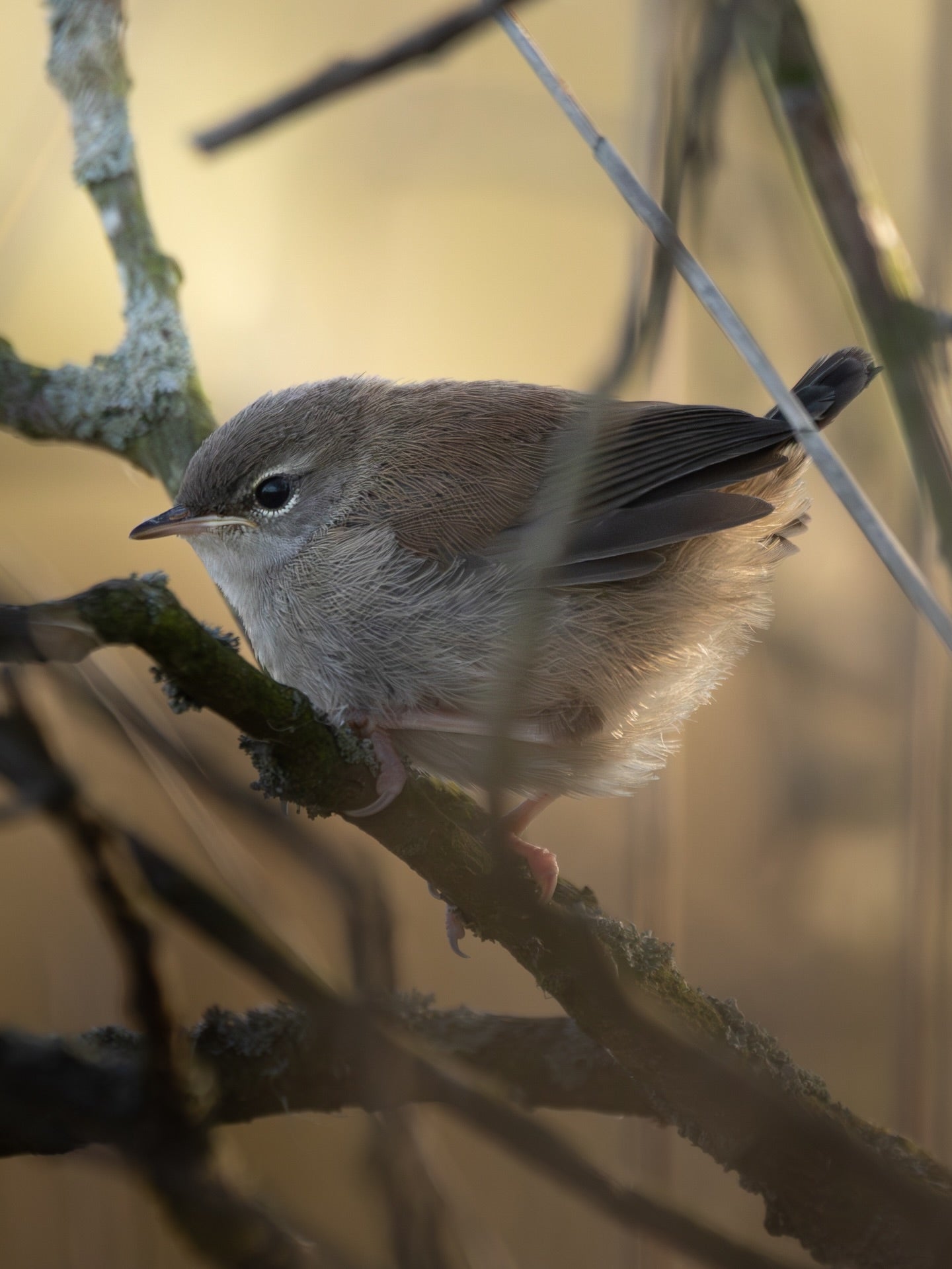 Cute Common Chiffchaff Bird Digital Download
