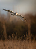 Beautiful Short-Eared Owl in Flight Digital Download