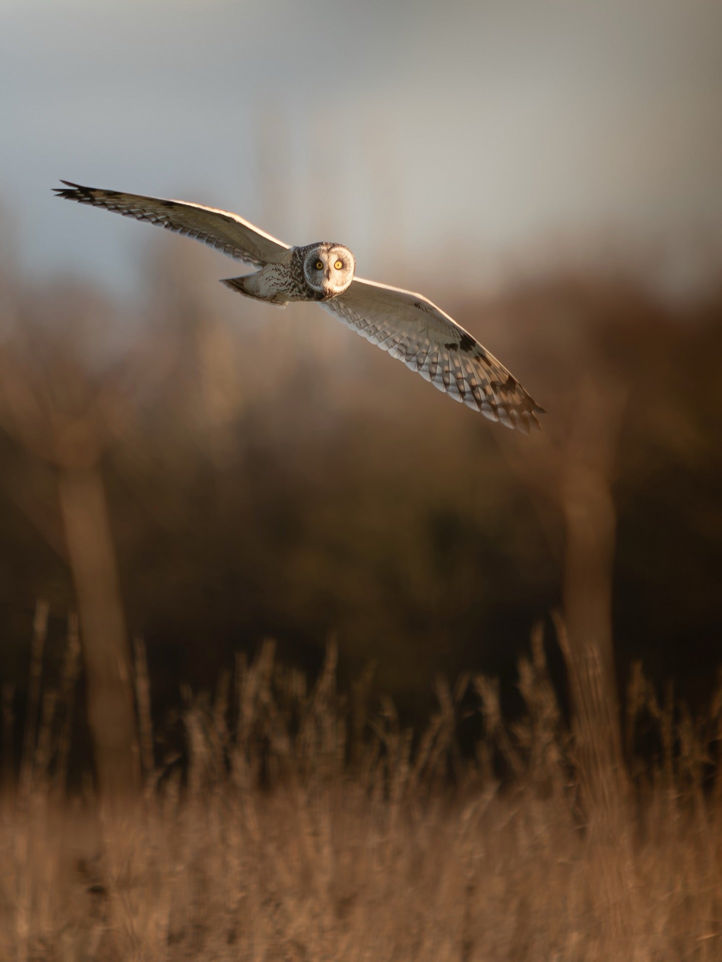 Beautiful Short-Eared Owl in Flight Digital Download