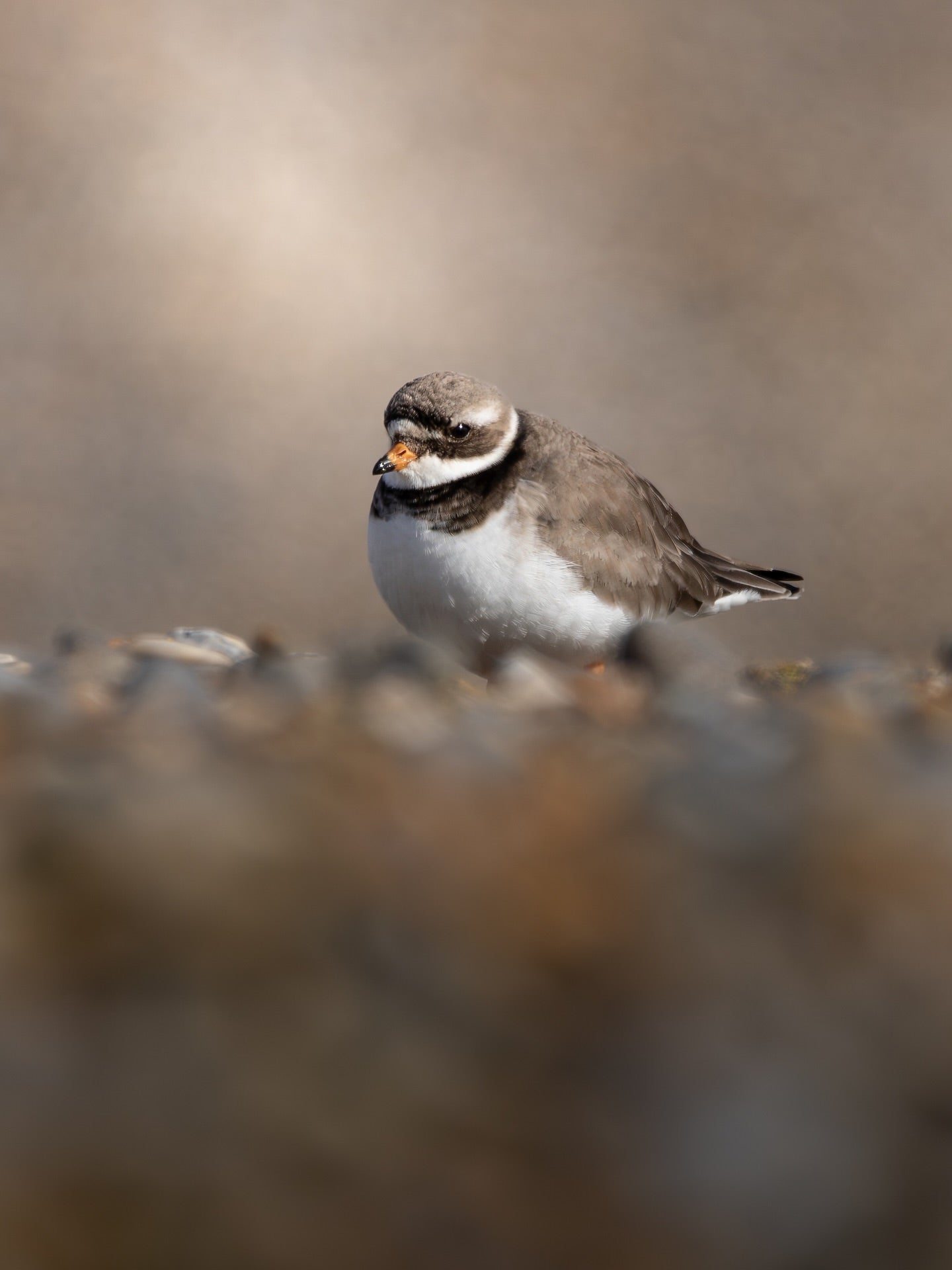 Cute Ringed Plover Bird Digital Download