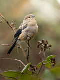 Cute Long-Tailed Tit Bird Digital Download