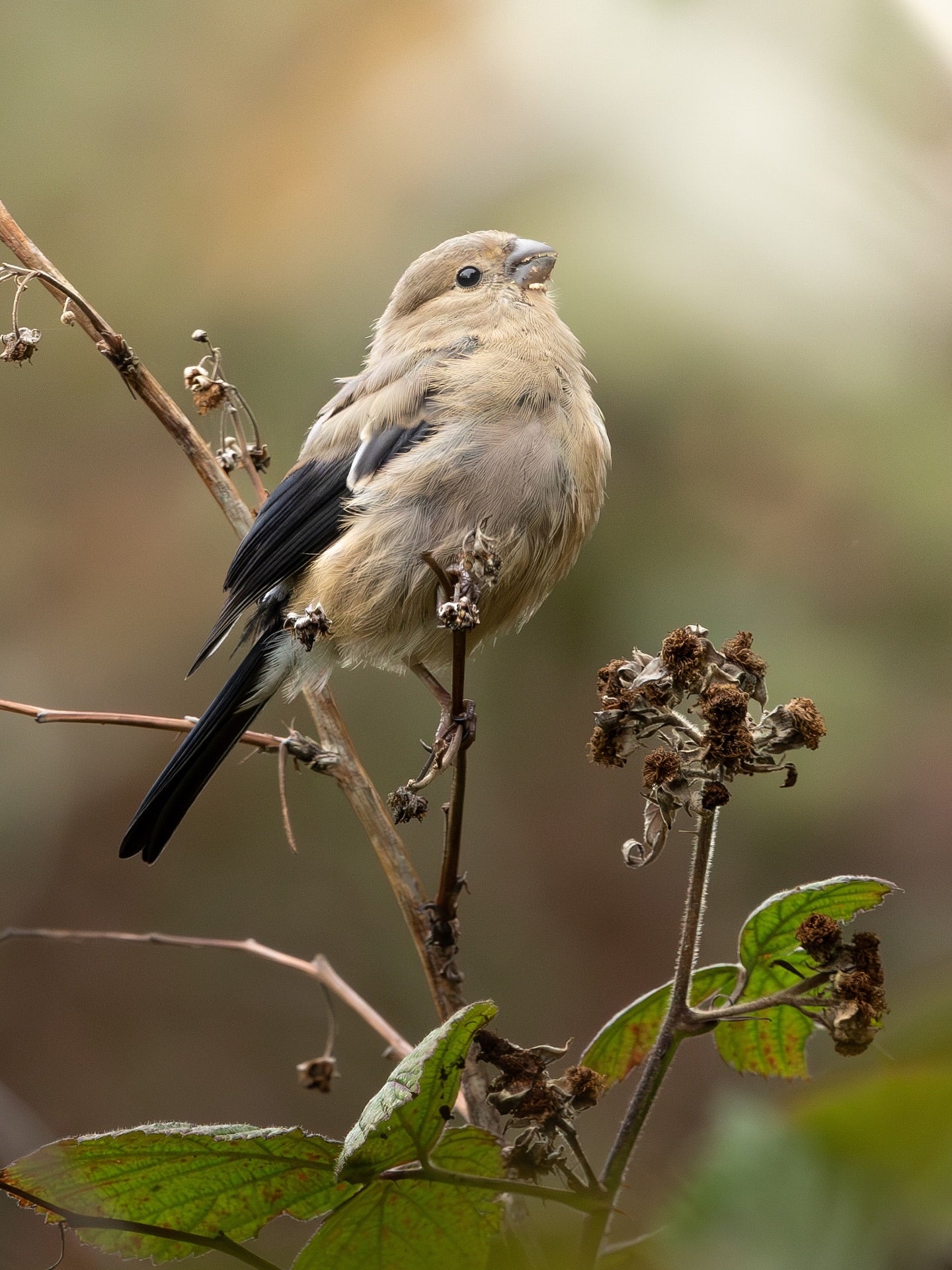 Cute Long-Tailed Tit Bird Digital Download