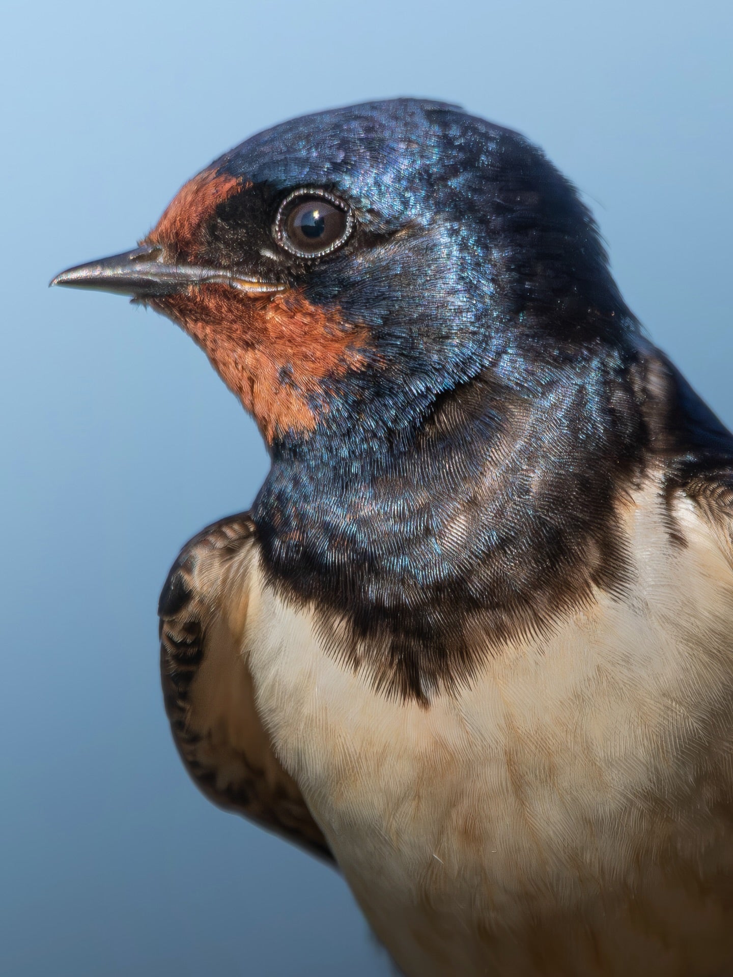 Barn Swallow Portrait Wall Art Digital Download