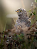 Spotted Cuckoo Bird Wall Art Digital Download
