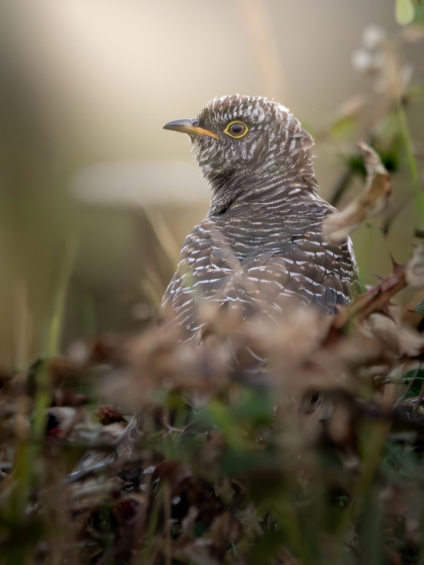 Spotted Cuckoo Bird Wall Art Digital Download