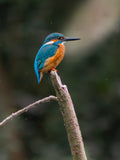 Kingfisher Bird Wall Art Digital Download