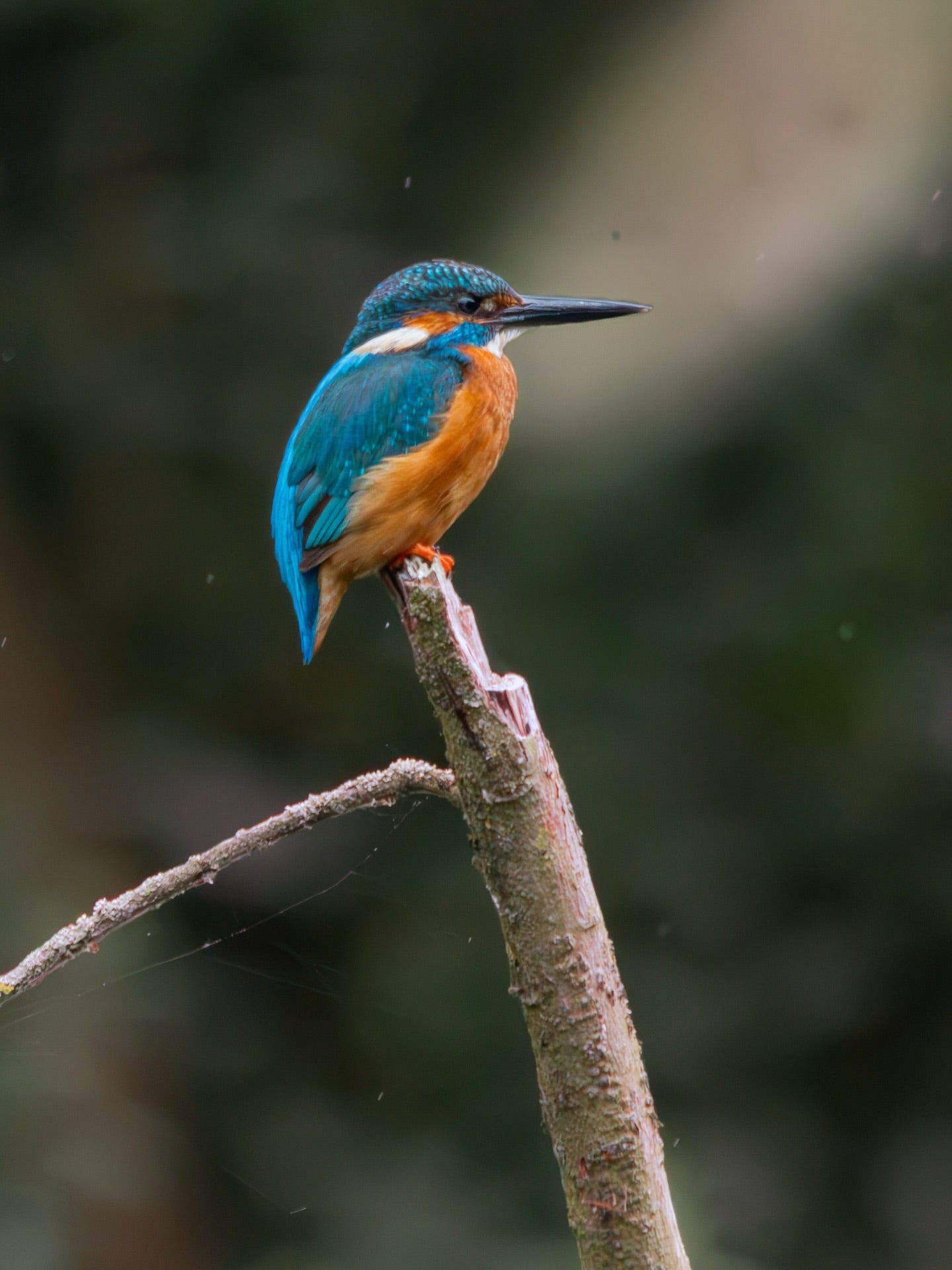 Kingfisher Bird Wall Art Digital Download