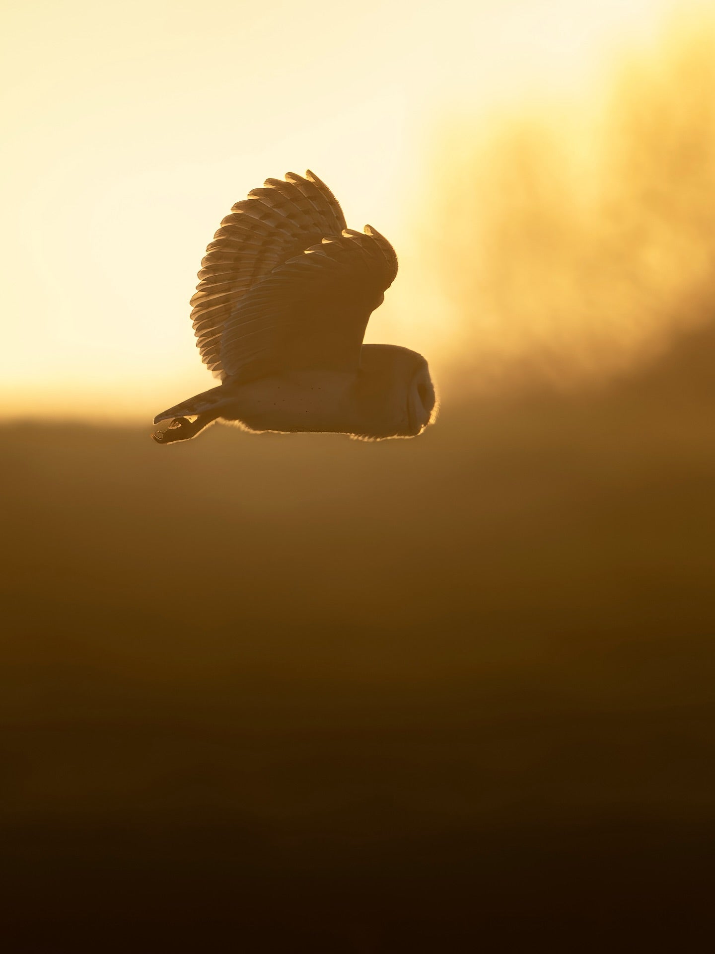 Barn Owl Silhouette Wall Art Digital Download