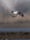 Northern Pintail Duck Wall Art Digital Download