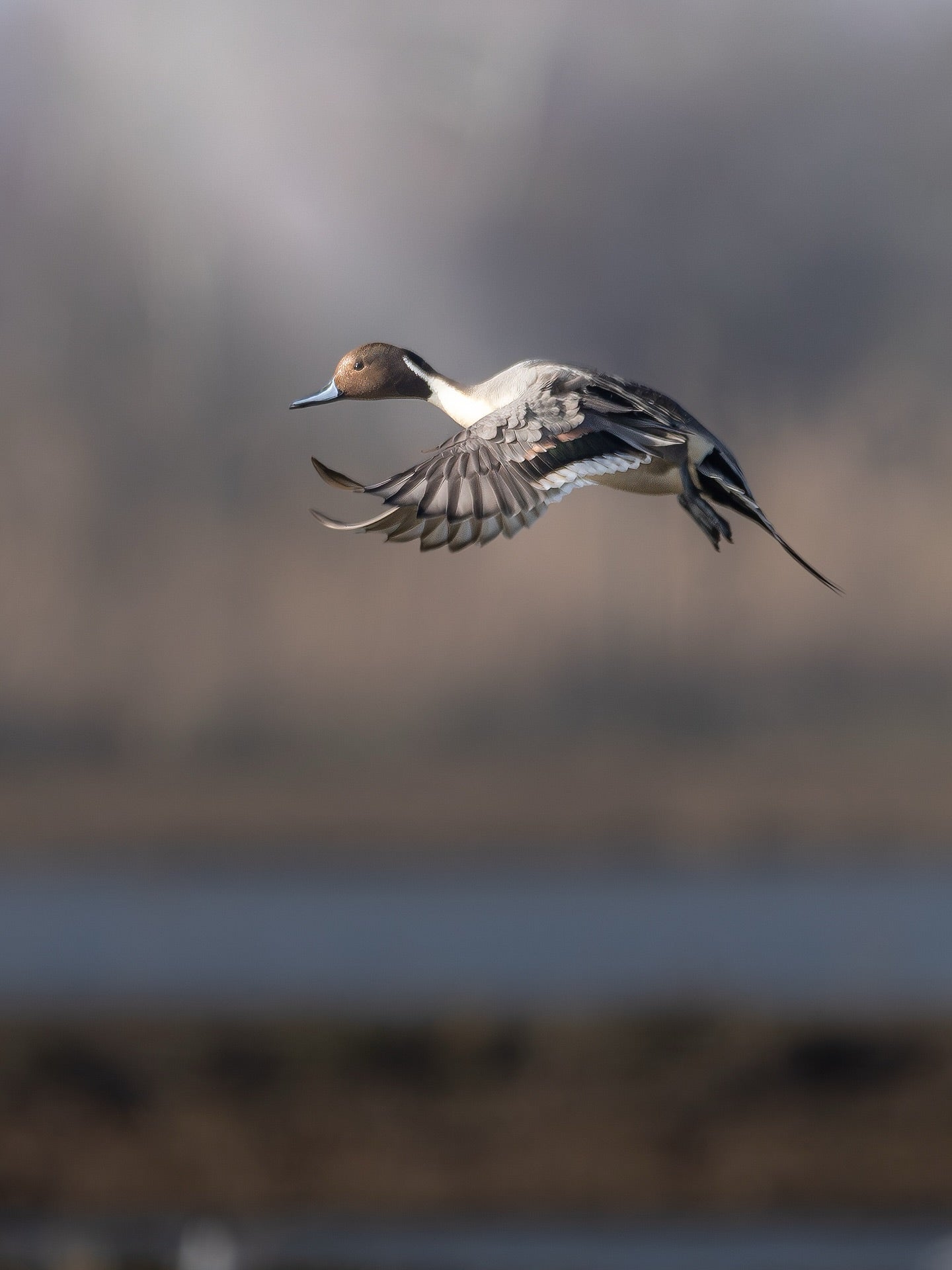 Northern Pintail Duck Wall Art Digital Download