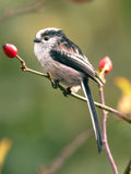 Long-Tailed Tit Wall Art Digital Download