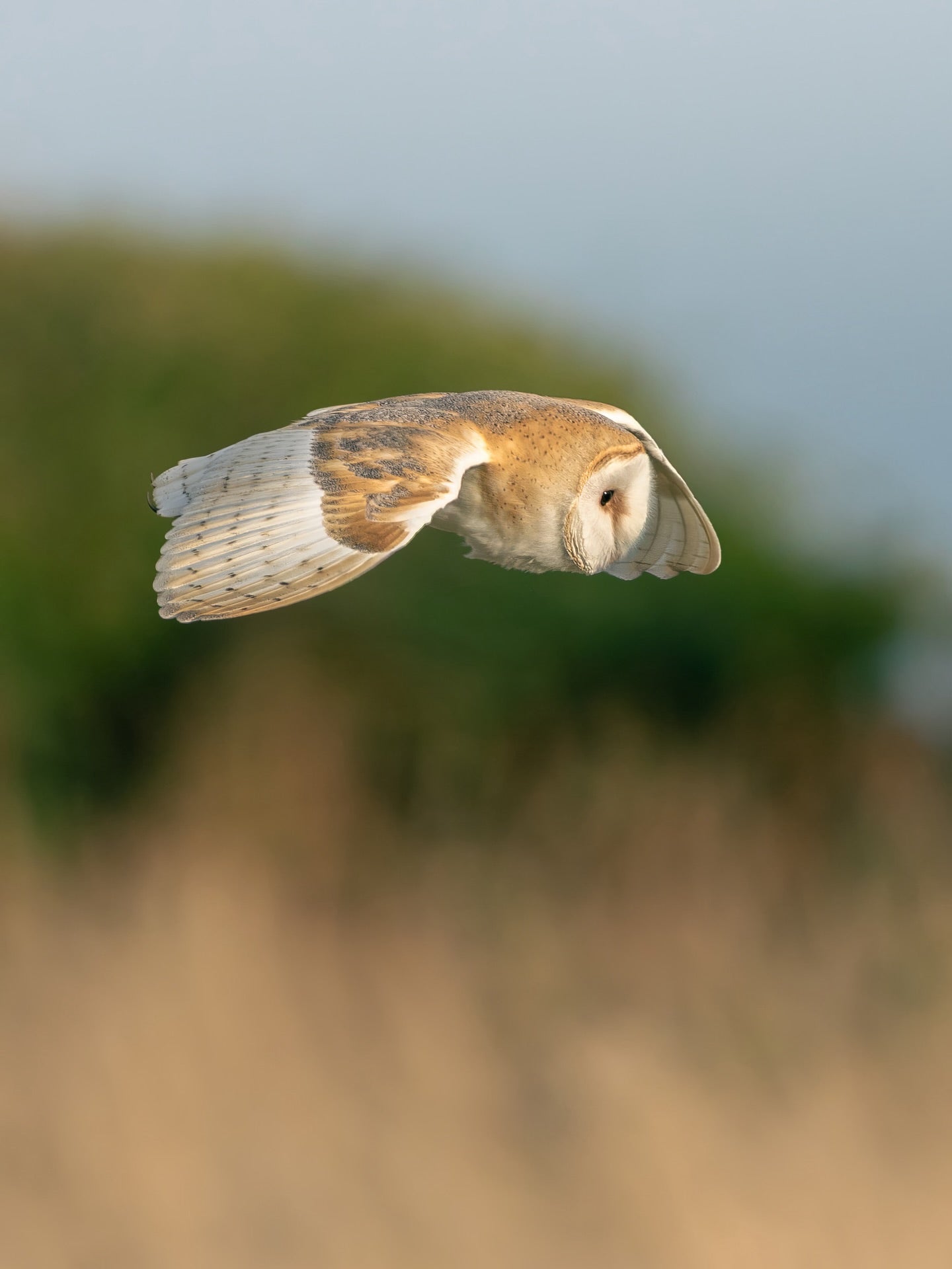 Barn Owl Glide Wall Art Digital Download