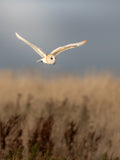 Barn Owl Flying Wall Art Digital Download